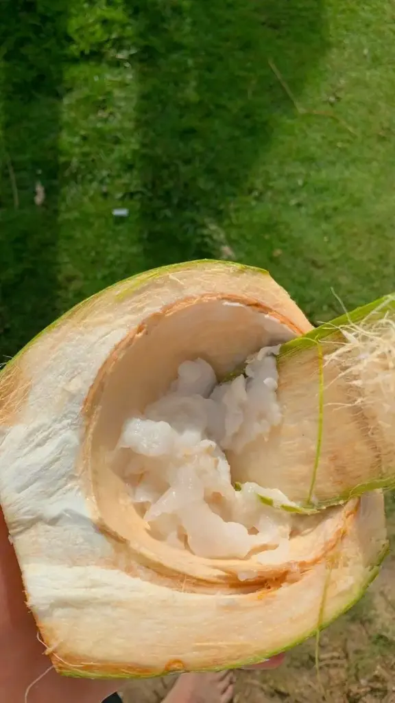 W1. Degan Ijo 1 Buah 